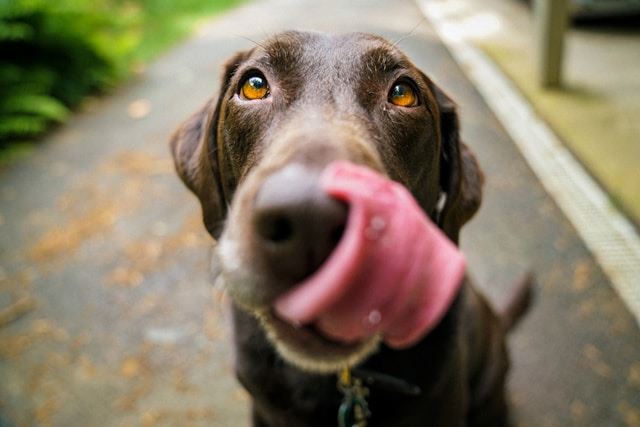 Dog with tongue out, photo credit James Barker