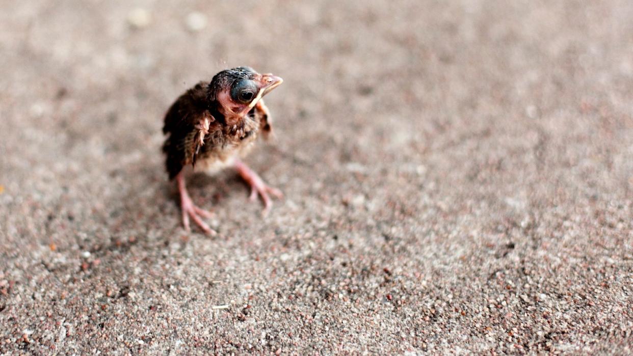 baby bird